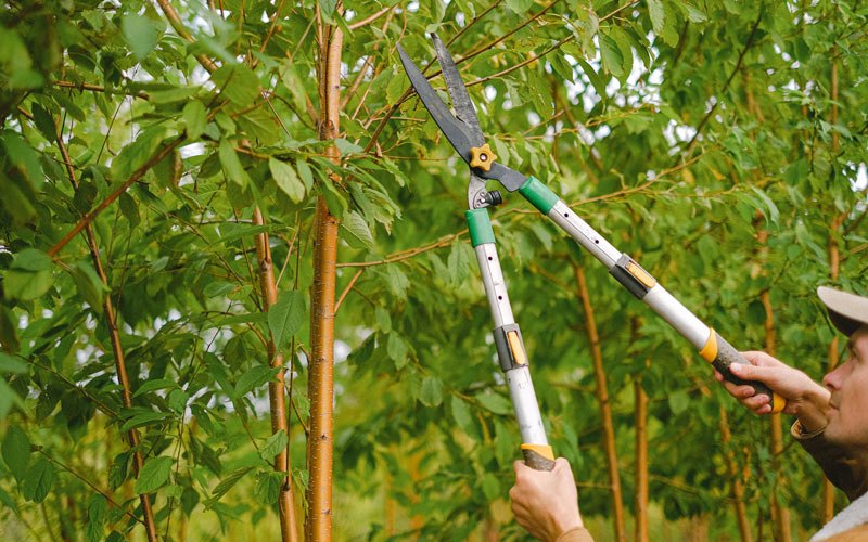 Tree trimming in Adamsburg, PA